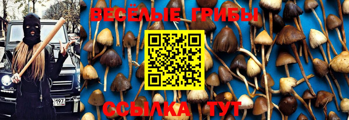 Псилоцибиновые грибы Cubensis  Березники 